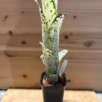 ビルベルギア　'メリーモナーク'