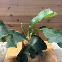 ビカクシダ　'雷神'