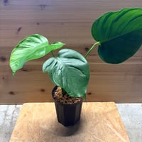 モンステラ　デリシオーサ　'タトゥー'