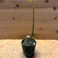 プセウドボンバックス　エリプティクム