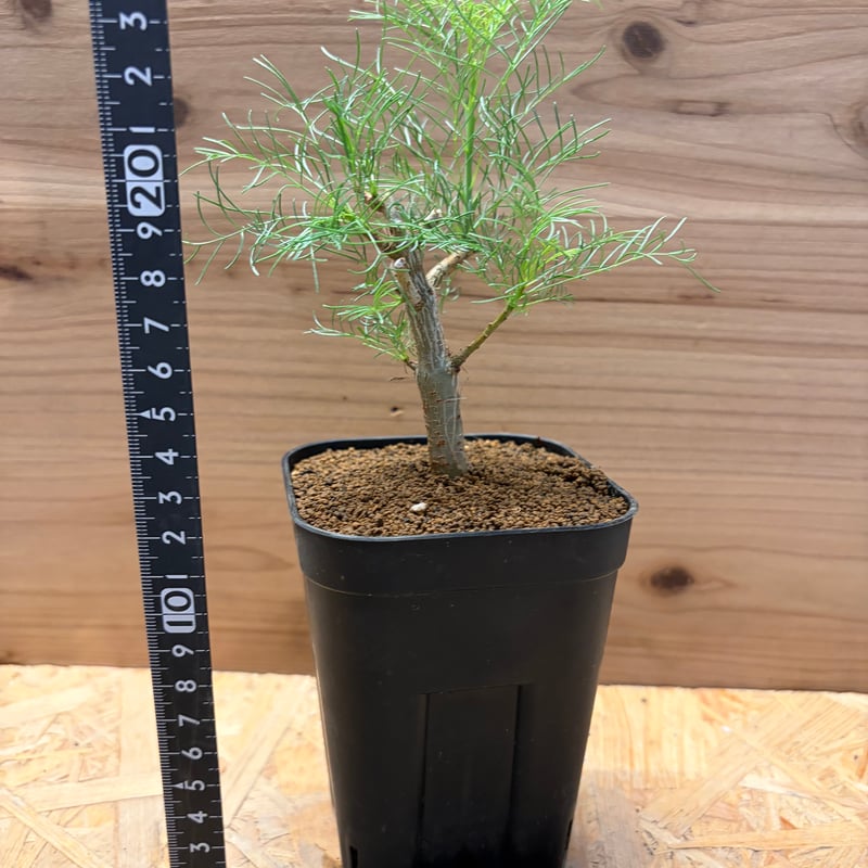 Commiphora kraeuseliana ④ コミフォラ クラウセリアナ コミフォラ クラウセリアナ | GREEN LUCK