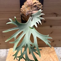 ビカクシダ　'オメガ'