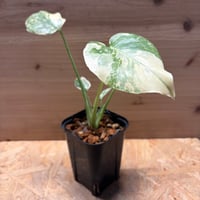 モンステラ　デリシオーサ　'レガシー'