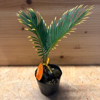 金環ソテツ