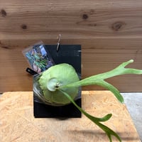 ビカクシダ　ベイチー×'ダイバーシフォリウム' 斑入り