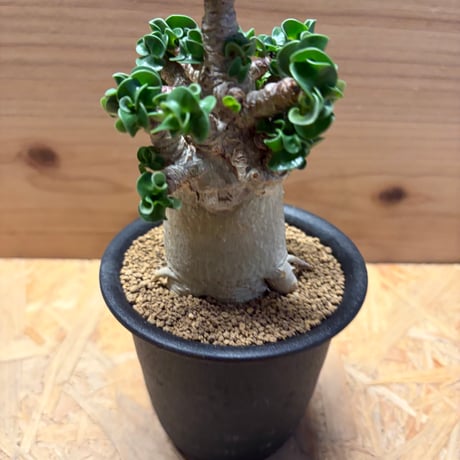 アデニウム　アラビカム　'獅子葉'