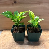 コーヒーの木　斑入り