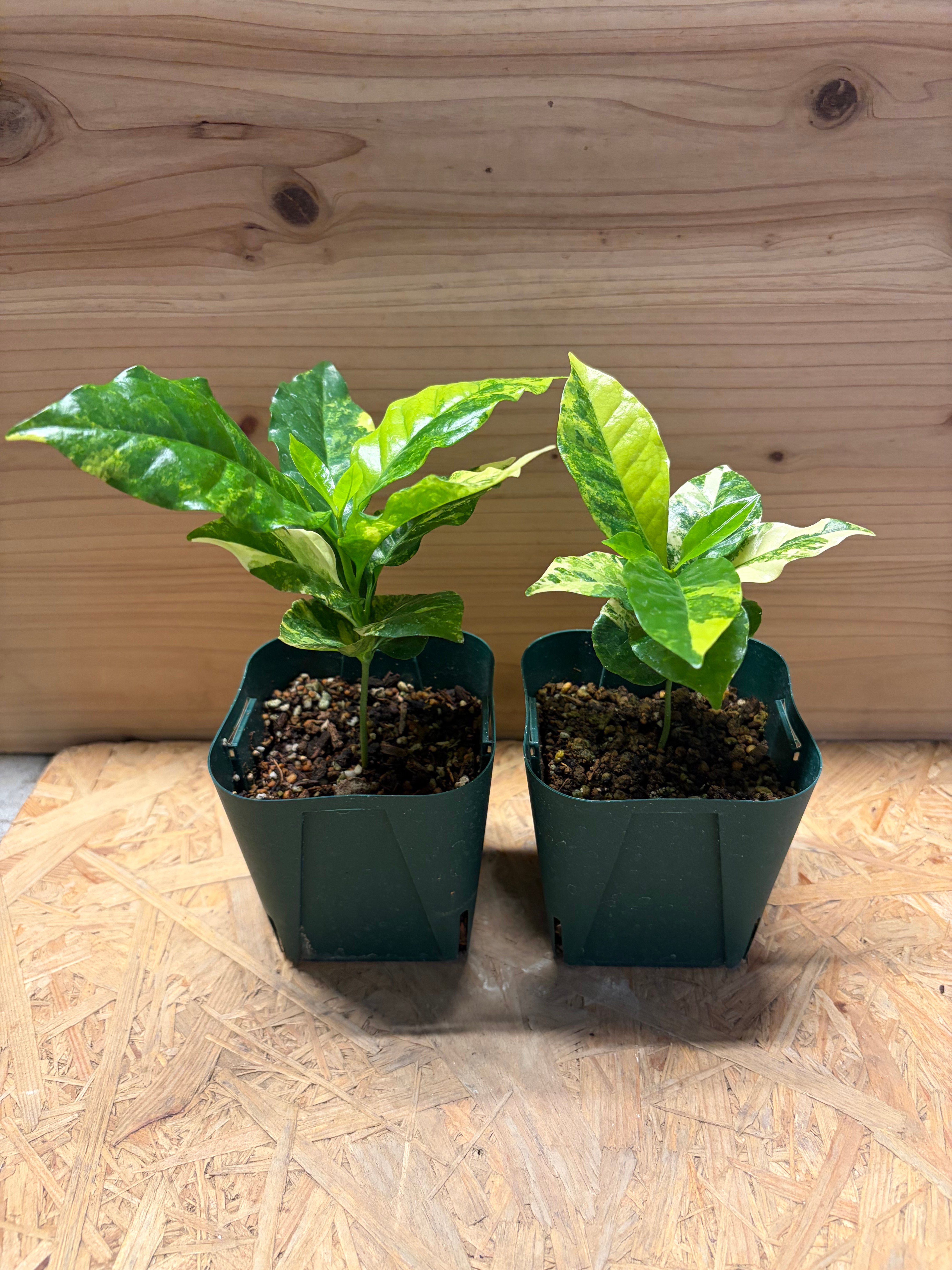 コーヒーの木 斑入り | GREEN LUCK