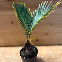 金環ソテツ