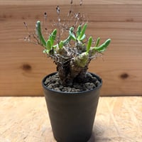 チレコドン　レティキュラーツス　万物想