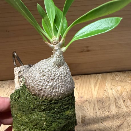 ミルメコディア　ベッカリー