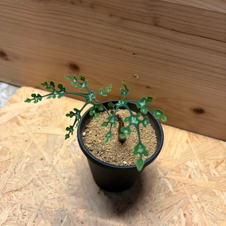 アデニア　ペリエリ