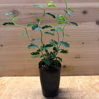 センナ　メリディオナリス