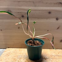 アグラオネマ　'メデューサ'