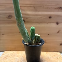 トリコケレウス　'珍宝閣'