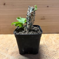 アデニア　アクレアータ