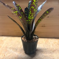ネオレゲリア　'ノスフェラトゥ'