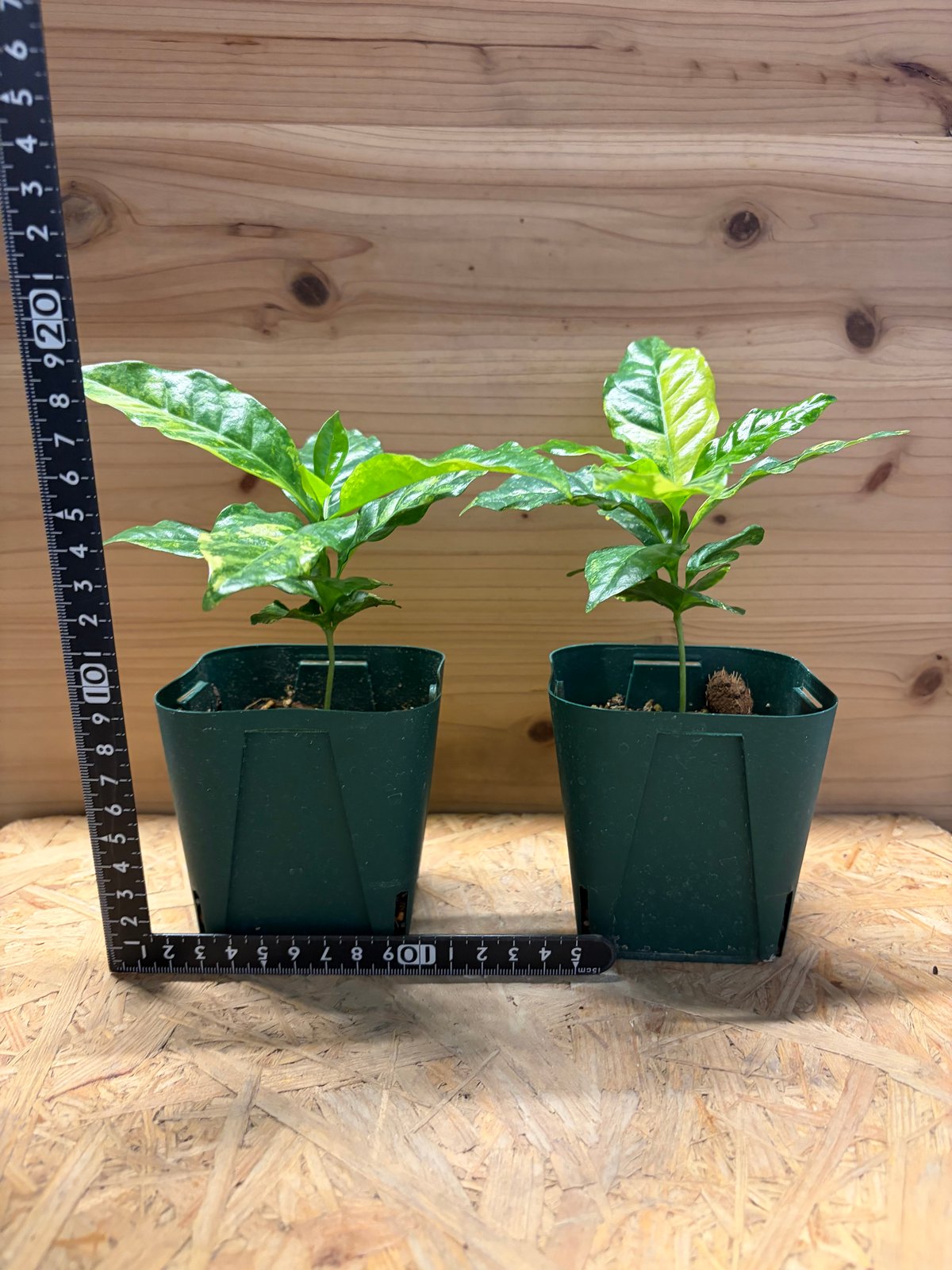 コーヒーの木 斑入り | GREEN LUCK