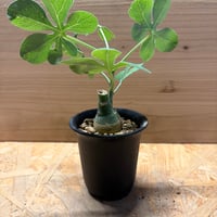 アデニア　グラウカ