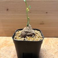 ステファニア　エレクタ