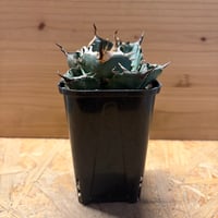 アガベ　オアハカ　実生