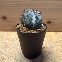 ユーフォルビア　白衣ホリダ