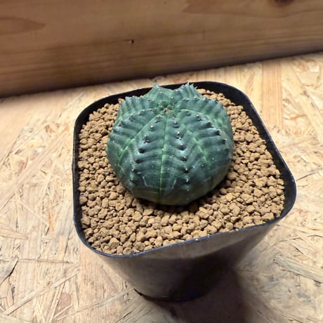 ユーフォルビア　オベサ
