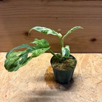 モンステラ　アダンソニー　'モトルドミント'