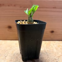 アデニア　ペチュエリー