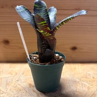 ネオレゲリア　'サボイトリュフ'
