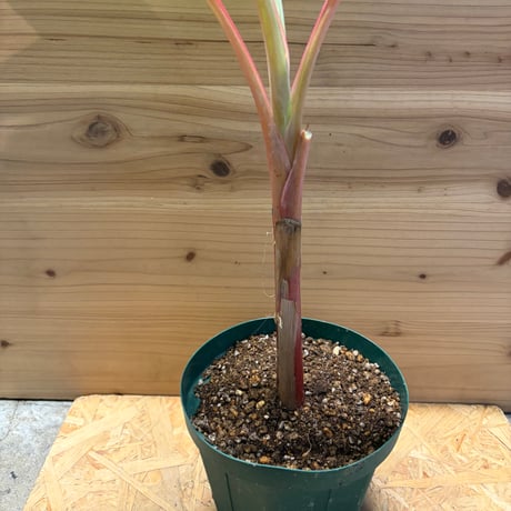 ムサ　アエアエ　斑入りバナナ