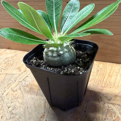 パキポディウム　レウコキサンツム