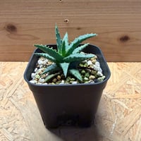 アロエ　ハイブリッド