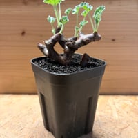 ペラルゴニウム　ミラビレ