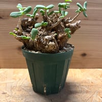 ケラリア　ピグマエア