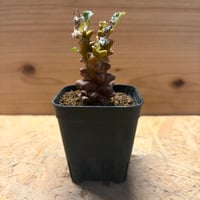 オトンナ　ヘレー