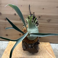 ビカクシダ　ベイチー　ワイルド