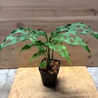 モンステラ　オブリクア　ペルー