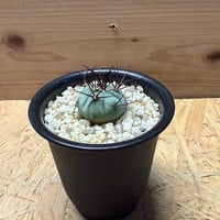ギムノカリキウム　カブレラエンセ