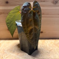 アンスリウム　'パンプキンスパイス'×'ブラックチェリー'
