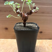 ペラルゴニウム　ミラビレ