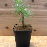 コミフォラ　クラウセリアナ