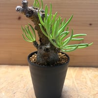 チレコドン　ペアルソニー