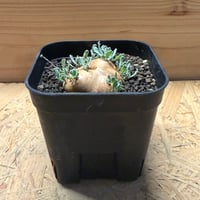オトンナ　カカリオイデス