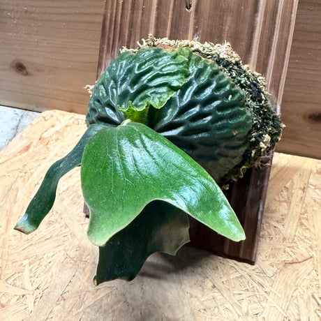 ビカクシダ　マダガスカリエンセ