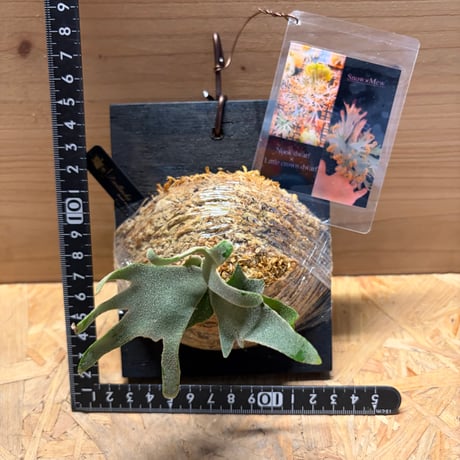ビカクシダ　ドワーフミックス　スポア