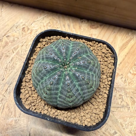 ユーフォルビア　オベサ