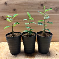 センナ　メリディオナリス