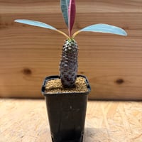 ユーフォルビア　パキポディオイデス