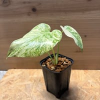 モンステラ　デリシオーサ　'レガシー'
